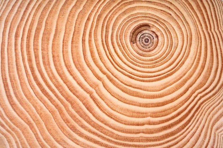 Close-up view of tree rings on a wooden cross-section, showing concentric growth patterns.